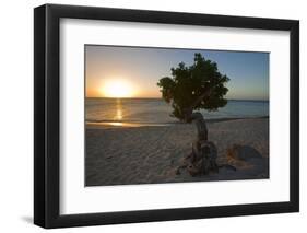 Fofoti Divi Tree at Sunset Aruba-George Oze-Framed Photographic Print