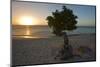 Fofoti Divi Tree at Sunset Aruba-George Oze-Mounted Photographic Print