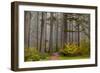 Fog Accents Autumn Colors at Sliver Falls SP Near Silverton, Oregon-Chuck Haney-Framed Photographic Print