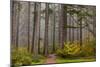 Fog Accents Autumn Colors at Sliver Falls SP Near Silverton, Oregon-Chuck Haney-Mounted Photographic Print