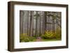 Fog Accents Autumn Colors at Sliver Falls SP Near Silverton, Oregon-Chuck Haney-Framed Photographic Print