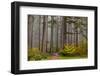 Fog Accents Autumn Colors at Sliver Falls SP Near Silverton, Oregon-Chuck Haney-Framed Photographic Print