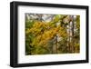 Fog Accents Forest in Autumn Colors at Sliver Falls SP, Oregon-Chuck Haney-Framed Photographic Print