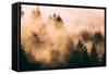 Fog Among The Trees Mount Tamalpais, Marin County, San Francisco-Vincent James-Framed Stretched Canvas