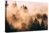 Fog Among The Trees Mount Tamalpais, Marin County, San Francisco-Vincent James-Stretched Canvas