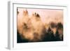 Fog Among The Trees Mount Tamalpais, Marin County, San Francisco-Vincent James-Framed Photographic Print