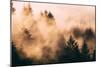 Fog Among The Trees Mount Tamalpais, Marin County, San Francisco-Vincent James-Mounted Photographic Print