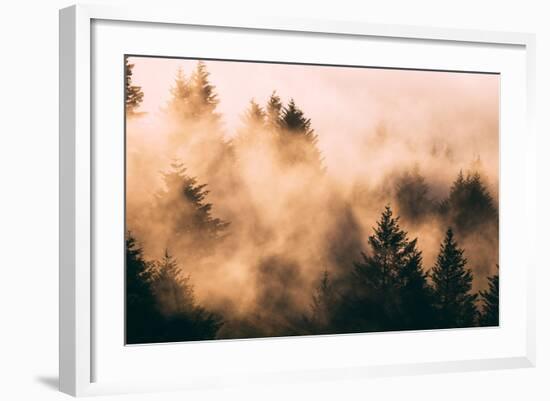 Fog Among The Trees Mount Tamalpais, Marin County, San Francisco-Vincent James-Framed Photographic Print