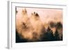 Fog Among The Trees Mount Tamalpais, Marin County, San Francisco-Vincent James-Framed Photographic Print