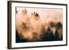 Fog Among The Trees Mount Tamalpais, Marin County, San Francisco-Vincent James-Framed Photographic Print