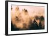 Fog Among The Trees Mount Tamalpais, Marin County, San Francisco-Vincent James-Framed Photographic Print