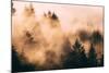 Fog Among The Trees Mount Tamalpais, Marin County, San Francisco-Vincent James-Mounted Photographic Print