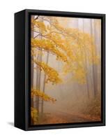 Fog and Autumn Foliage, Great Smoky Mountains National Park, North Carolina, USA-Joanne Wells-Framed Stretched Canvas