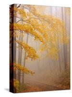 Fog and Autumn Foliage, Great Smoky Mountains National Park, North Carolina, USA-Joanne Wells-Stretched Canvas