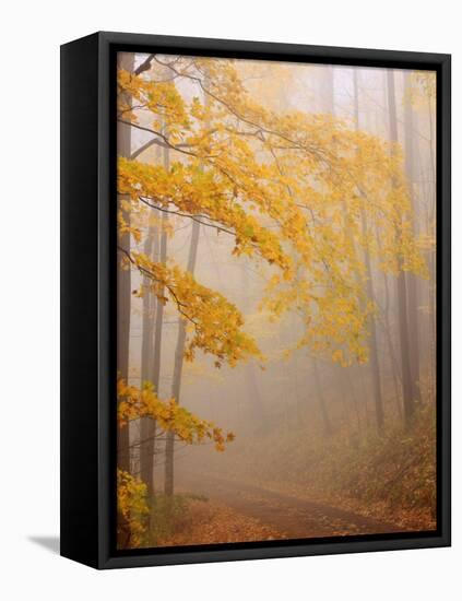 Fog and Autumn Foliage, Great Smoky Mountains National Park, North Carolina, USA-Joanne Wells-Framed Stretched Canvas