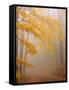 Fog and Autumn Foliage, Great Smoky Mountains National Park, North Carolina, USA-Joanne Wells-Framed Stretched Canvas