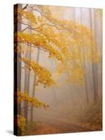 Fog and Autumn Foliage, Great Smoky Mountains National Park, North Carolina, USA-Joanne Wells-Stretched Canvas