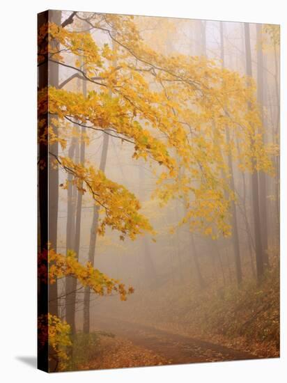 Fog and Autumn Foliage, Great Smoky Mountains National Park, North Carolina, USA-Joanne Wells-Stretched Canvas