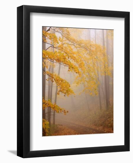 Fog and Autumn Foliage, Great Smoky Mountains National Park, North Carolina, USA-Joanne Wells-Framed Premium Photographic Print