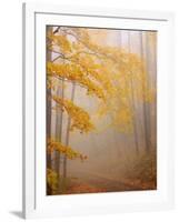 Fog and Autumn Foliage, Great Smoky Mountains National Park, North Carolina, USA-Joanne Wells-Framed Premium Photographic Print