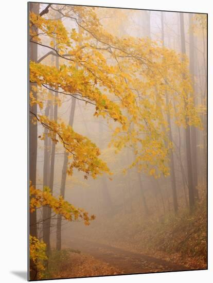 Fog and Autumn Foliage, Great Smoky Mountains National Park, North Carolina, USA-Joanne Wells-Mounted Premium Photographic Print