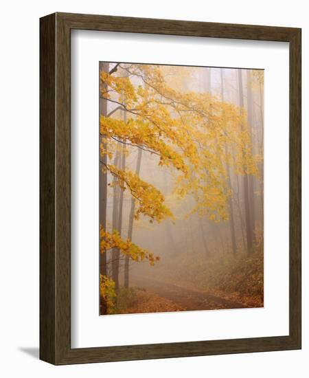 Fog and Autumn Foliage, Great Smoky Mountains National Park, North Carolina, USA-Joanne Wells-Framed Photographic Print