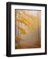 Fog and Autumn Foliage, Great Smoky Mountains National Park, North Carolina, USA-Joanne Wells-Framed Photographic Print