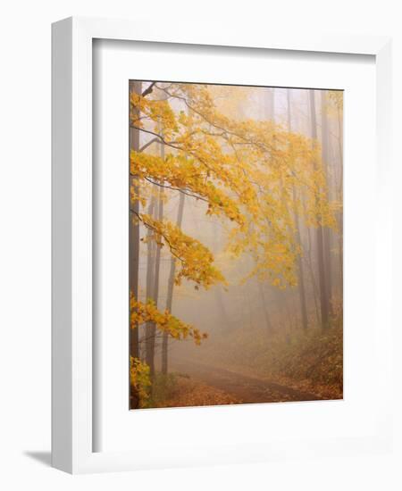 Fog and Autumn Foliage, Great Smoky Mountains National Park, North Carolina, USA-Joanne Wells-Framed Photographic Print