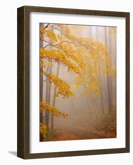 Fog and Autumn Foliage, Great Smoky Mountains National Park, North Carolina, USA-Joanne Wells-Framed Photographic Print