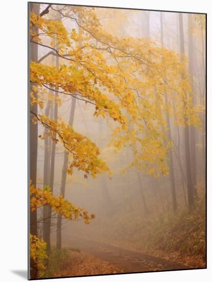 Fog and Autumn Foliage, Great Smoky Mountains National Park, North Carolina, USA-Joanne Wells-Mounted Photographic Print