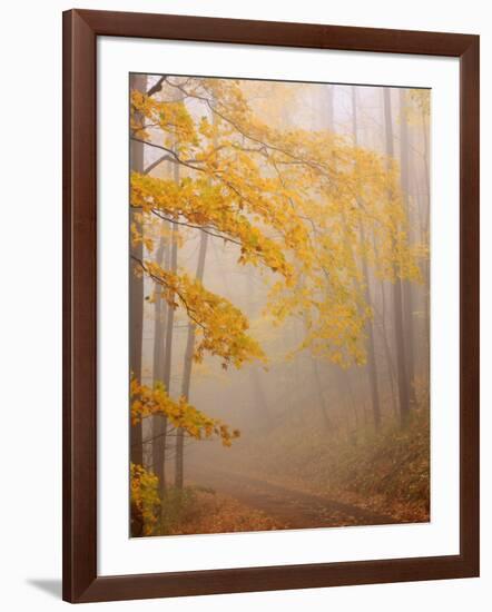 Fog and Autumn Foliage, Great Smoky Mountains National Park, North Carolina, USA-Joanne Wells-Framed Photographic Print