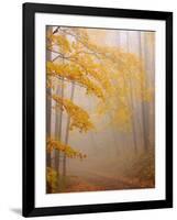 Fog and Autumn Foliage, Great Smoky Mountains National Park, North Carolina, USA-Joanne Wells-Framed Photographic Print