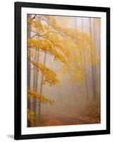 Fog and Autumn Foliage, Great Smoky Mountains National Park, North Carolina, USA-Joanne Wells-Framed Photographic Print