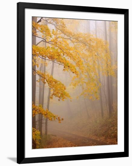 Fog and Autumn Foliage, Great Smoky Mountains National Park, North Carolina, USA-Joanne Wells-Framed Photographic Print