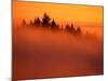 Fog and Clouds Over a Forest-Janis Miglavs-Mounted Photographic Print
