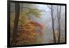 Fog and Fall Foliage, Smoky Mountains National Park, Tennessee, USA-Joanne Wells-Framed Photographic Print