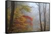 Fog and Fall Foliage, Smoky Mountains National Park, Tennessee, USA-Joanne Wells-Framed Stretched Canvas