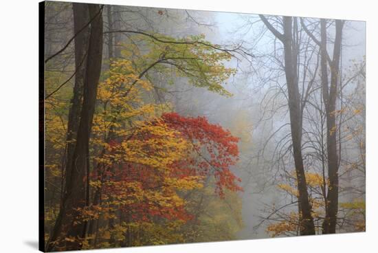 Fog and Fall Foliage, Smoky Mountains National Park, Tennessee, USA-Joanne Wells-Stretched Canvas