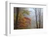 Fog and Fall Foliage, Smoky Mountains National Park, Tennessee, USA-Joanne Wells-Framed Photographic Print