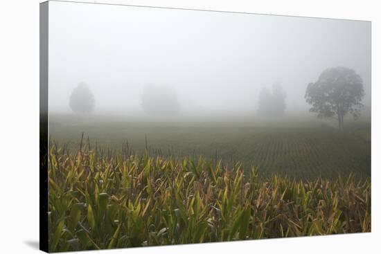 Fog and Farmland Near Hamilton, Waikato, North Island, New Zealand-David Wall-Stretched Canvas