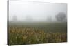 Fog and Farmland Near Hamilton, Waikato, North Island, New Zealand-David Wall-Stretched Canvas