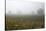 Fog and Farmland Near Hamilton, Waikato, North Island, New Zealand-David Wall-Stretched Canvas