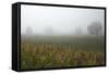 Fog and Farmland Near Hamilton, Waikato, North Island, New Zealand-David Wall-Framed Stretched Canvas