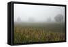 Fog and Farmland Near Hamilton, Waikato, North Island, New Zealand-David Wall-Framed Stretched Canvas