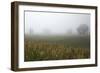 Fog and Farmland Near Hamilton, Waikato, North Island, New Zealand-David Wall-Framed Photographic Print