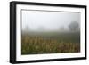 Fog and Farmland Near Hamilton, Waikato, North Island, New Zealand-David Wall-Framed Photographic Print