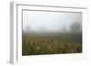 Fog and Farmland Near Hamilton, Waikato, North Island, New Zealand-David Wall-Framed Photographic Print