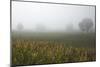 Fog and Farmland Near Hamilton, Waikato, North Island, New Zealand-David Wall-Mounted Photographic Print