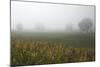 Fog and Farmland Near Hamilton, Waikato, North Island, New Zealand-David Wall-Mounted Photographic Print