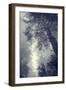 Fog and Forest Portrait-Vincent James-Framed Photographic Print